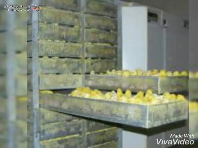 تولید و فروش دستگاه های جوجه کشی غرب جوجه در سنندج