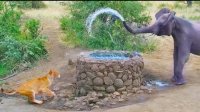 کلیپ حیات وحش : آب بازی فیل با شیر ماده
