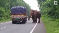 حمله فیل به کامیون باری در هندوستان