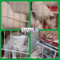 دست مخلوق بیگناهم را بگیر