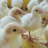 بوقلمون بیوتی