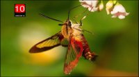 عجیب‌ترین حشرات جهان