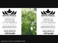 خرید نهال گردو ,فروش نهال گردو,نهالستان گردو 09141811520