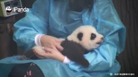 Nanny Taking Temperature Of Panda Cub | iPanda