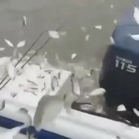 پرش ماهی ها به قایق