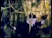 کارتون شهرگربه ها