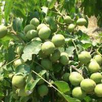 خرید نهال گردو خوشه ای زودبازده  09121270623