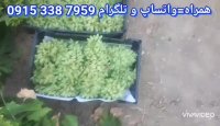 فروش انگور صادراتی کاشمر - خرید انگور صادراتی کاشمر 09153387959