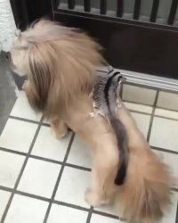 سگ باجنبه به این میگن!