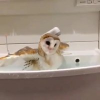 دوش گرفتن جغد بامزه