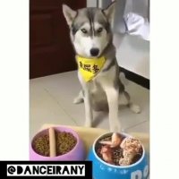 قیافه سگ ها وقتی کلاه سرشون میره!