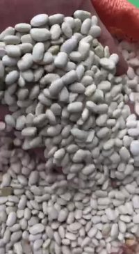 لوبیا سفید دستچین صادراتی