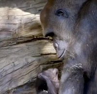 حس مادرانه گوریل مادر به بچه اش