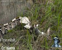 حیوانی خطرناک به نام مار شاخدار