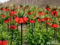 سامان چهارمحال بختیاری