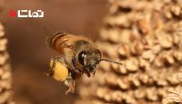 تولید عسل بدون دخالت زنبور عسل