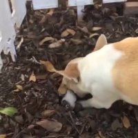 کار عجیب یک سگ بعد از مردن توله اش