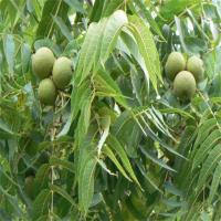 خرید نهال گردو پکان شناسنامه دار  09350798050