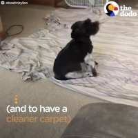 Why Dogs Scoot Their Butts Across The Floor | The Dodo