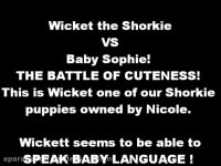 بازی کردن سگ با بچه