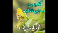 دانلود صدای قناری هندی / جدید 2020