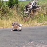 جواد خواجوی - کرای نوموکونه