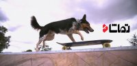 سگ پارکور کار