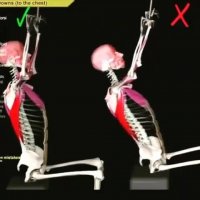آرنولدشو.آموزش حرکت بدنسازی . زیر بغل سیم کش از جلو