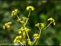 گونه های گیاهی پارک ملی سالوک شهر اسفراین - ق اول
