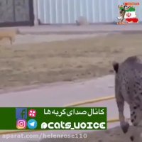 ملاقات یوزپلنگ ( چیتا )  با گربه خانگی