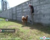 تربیت و فروش سگ گارد و سگ نگهبان - دهکده حیوانات