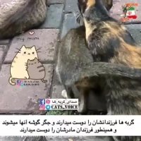 گربه ها فرزندانشان را دوست میدارند درست مانند شما