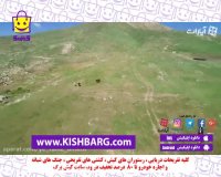 بوقلمون ،آشپزی در طبیعت،پخت بوقلمون،طبیعت و آشپزی،شکار بوقلمون وحشی