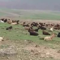 فروش دام زنده