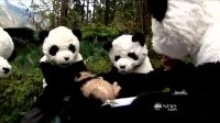 Panda Researchers Dress Up to Help Cubs