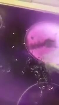 ورود برنج لاستیکی به کشور