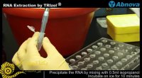 استخراج RNA با محلول ترایزول