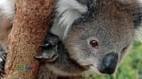 حقایقی جالب درباره کوآلا که نمیدانستید