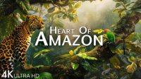 ویدیو آرامش بخش در قلب جنگل آمازون