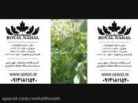 خرید نهال گردو ترکیه،فروش نهال گردو ترکیه 09141811520