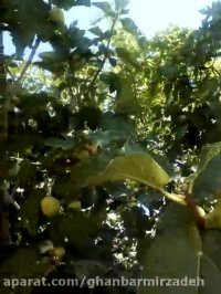 طبعیت گردشگری روستای بنه بادامویه