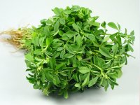 خواص شنبلیله