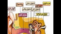 ساختمان گوش
