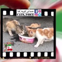 . در این فصل ، آب . آب .یادتون نره ، همه جا بادتون نره