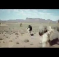 شتر مرغی که به آرزویش رسید!