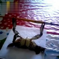 خرچنگ ورزشکار!