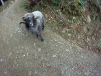 تصادف گوسفند عصبانی با موتور سیکلت