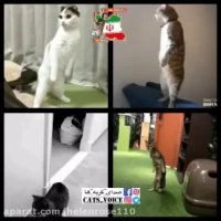 پیشى هاى دو پا مثل آدم ها