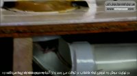 ریشه کنی موش فاضلاب با سم موش فوق العاده قوی