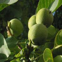 فروش گردوی پکان 09197722560